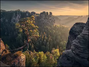 Park Narodowy Saskiej Szwajcarii, Skały, Niemcy, Góry Połabskie, Przebijające światło, Las, Drzewo