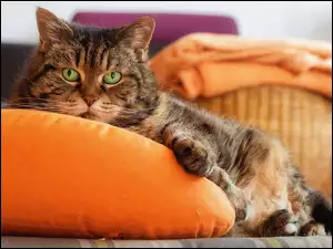 Poduszka, Kot, Pomarańczowa