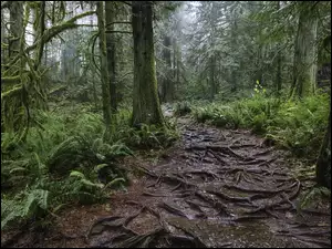 Wystające korzenie na ścieżce w lesie