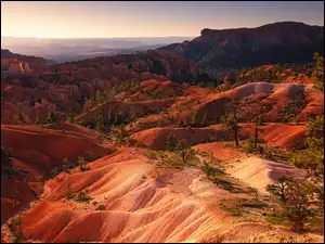 Sosny, Skały, Drzewa, Utah, Stany Zjednoczone, Kanion, Bryce Canyon, Góry, Park Narodowy Bryce Canyon