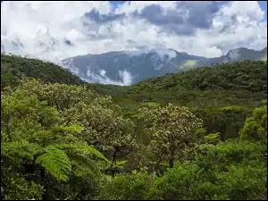 Cirque de Salazie, Francja, Rośliny, Góry, Wyspa Reunion
