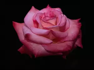 Krople, Róży, Rosy, Kwiat