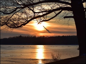 Bezlistne drzewo na tle zachodu słońca nad jeziorem
