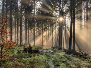 Słoneczny las we mgle