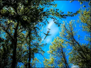 Niebo, Drzewa, Samolot
