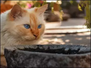 Rudawy kot przy wodopoju