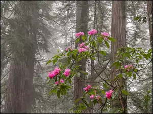 Stany Zjednoczone, Różanecznik, Park Narodowy Redwood, Kwiaty, Drzewa, Las, Kwitnący, Sekwoje, Krzew, Kalifornia
