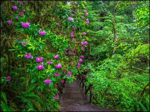 Kalifornia, Park Narodowy Redwood, Mostek, Stany Zjednoczone, Krzewy, Kwiaty, Różanecznik