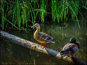Dwie kaczki nad wodą