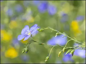Pąki, Kwiaty, Niebieskie, Len