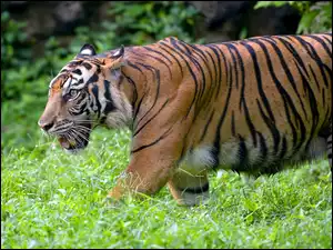 Trawa, Tygrys bengalski, Zbliżenie