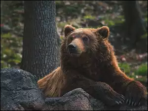 Brązowy miś grizzly
