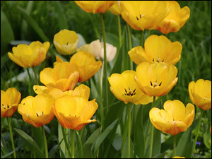 Zbliżenie, Kwiaty, Żółte, Tulipany