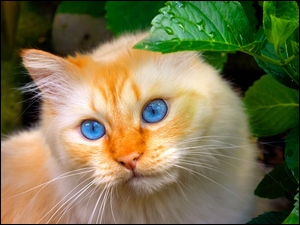 Biszkoptowy niebieskooki kot pod liśćmi