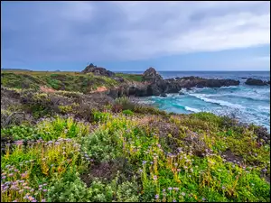 Wybrzeże, Kalifornia, Rośliny, Kwiaty, Skały, Big Sur, Morze, Stany Zjednoczone, Ocean Spokojny