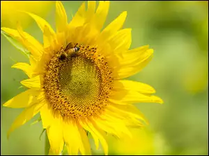 Pszczoła, Kwitnący, Słonecznik