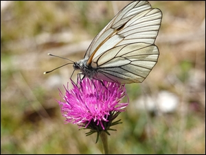 Motyl w trakcie zapylania na kwiatku
