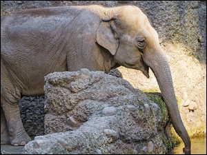 Słoń na skałach pijący wodę