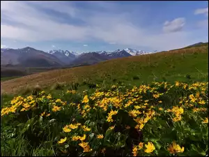 Łąka, Góry, Żółte, Kwiaty