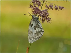 Motyl skąpany w rosie