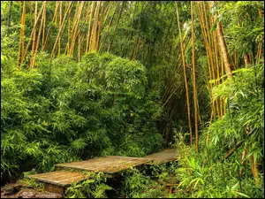 Drewniane pomosty w lesie bambusowym