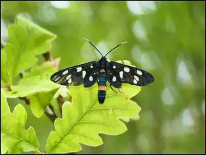 Piękny motyl na liściu