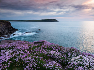 Wybrzeże, Kwiaty, Anglia, Morze Celtyckie, Kornwalia, Polzeath, Plaża