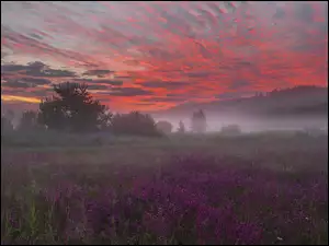 Kolorowe chmury zachodzącego słońca nad zamgloną łąką