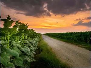 Droga pośród pola słoneczników i kukurydzy