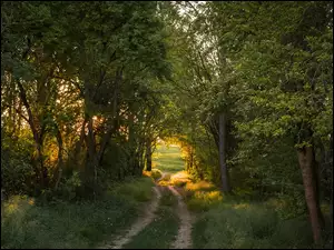 Ścieżka w lesie wśród zielonych drzew w blasku słońca