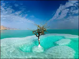 Drzewko na Morzu Czarnym