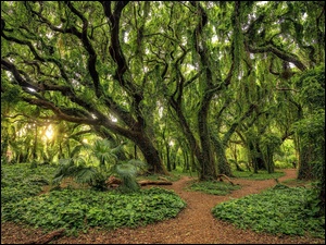 Omszałe drzewa w lesie na hawajskiej wyspie Maui