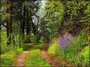 Ścieżka, Las, Lato, Droga, Roślinność, Kwiaty, Drzewa