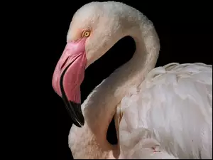 Głowa flaminga w zbliżeniu
