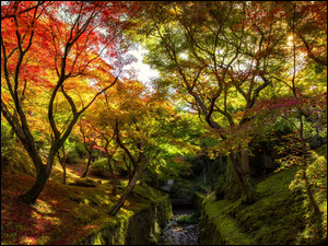 Las, Jesień, Drzewa, Rośliny, Kolorowe, Rzeczka