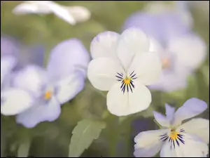 Kwiaty, Białe, Bratki