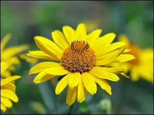 Zbliżenie, Kwiat, Żółty