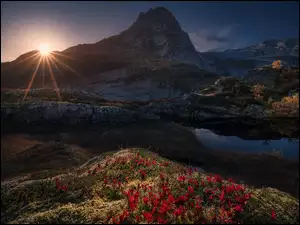 Kwiaty, Norwegia, Promienie słońca, Góry, Lofoty
