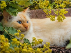 Biszkoptowy niebieskooki kot leżący obok murku pod kwitnącym krzewem