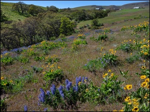 Stany Zjednoczone, Łubin, Dalles Mountain Ranch, Balsamorhiza, Drzewa, Wzgórza, Polne, Łąka, Kwiaty, Stan Waszyngton