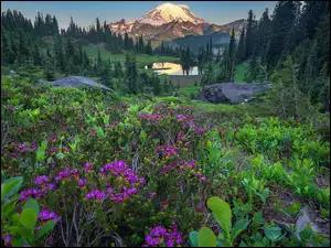 Kwiaty nad jeziorem Tipsoo w Parku Narodowym Mount Rainier