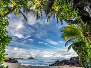 Palmy na tle błękitnego nieba na wyspie Maui