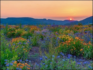Polne kwiaty na łące i zachód słońca nad wzgórzami