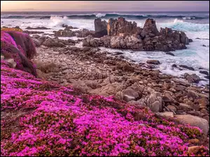Różowe kwiaty na skalistym wybrzeżu Pacyfiku