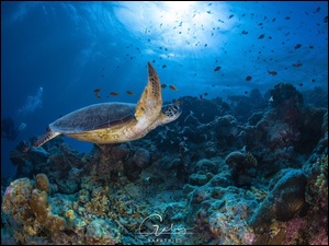 Płynący żółw w rafie koralowej