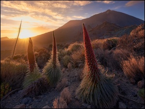 Żmijowce rubinowe na tle góry Teide w promieniach słońca