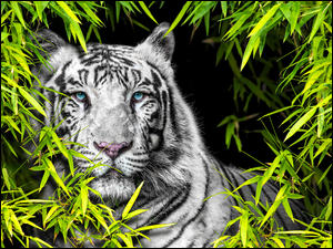 Biały tygrys wśród bambusowych liści