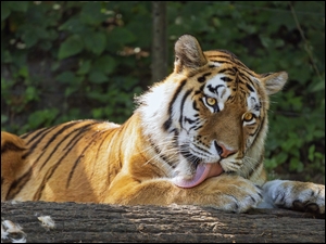 Tygrys leżący na kłodzie liżący łapę