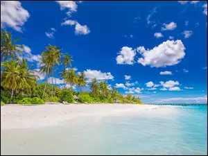 Plaża, Domek, Morze, Malediwy, Palmy