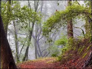 Mgła, Drzewa, Droga, Skarpa